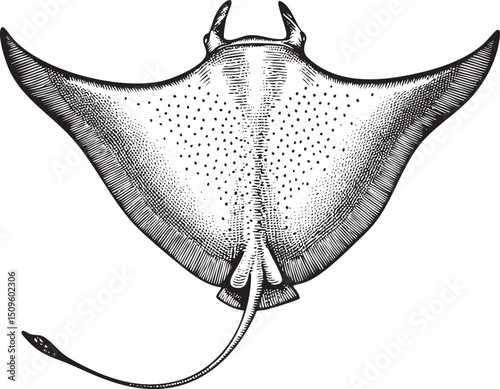 stylized black and white of a manta ray gracefully gliding through the water.