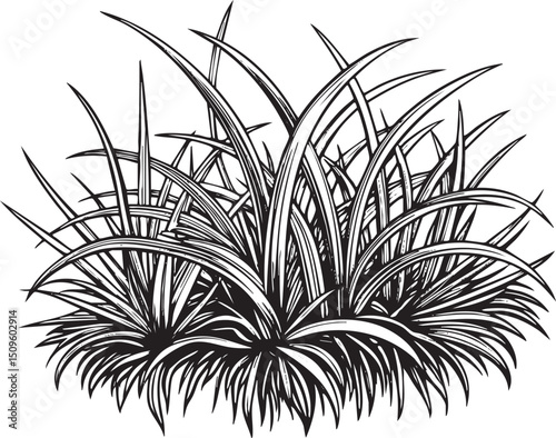 dense cluster of tall grasses forms a striking textured silhouette.