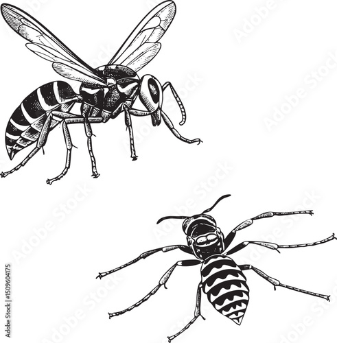 Two stylized wasps are depicted in profile showcasing their striped bodies and intricate wing .