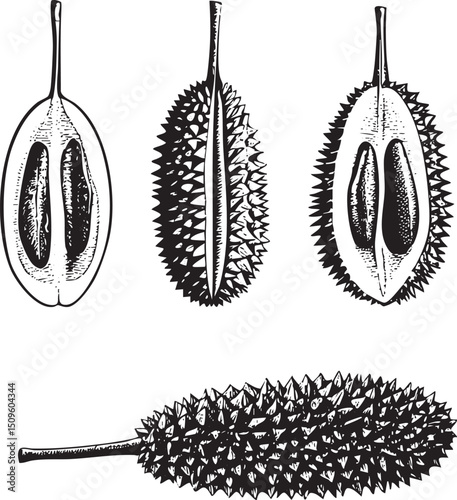 Three stylized illustrations depict various stages of a durian fruit's development.