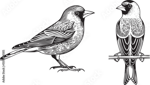 Two birds stand attentively on a branch.