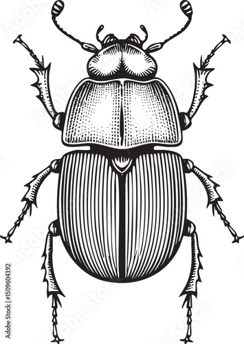 large detailed beetle rests on a textured surface.