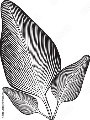 large detailed leaf with intricate veins is displayed in stark black and white.