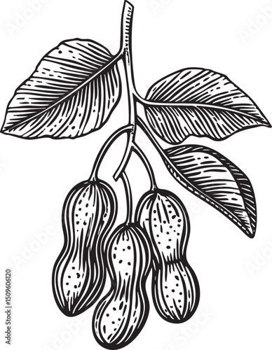 Three peanut pods hang from a branch.
