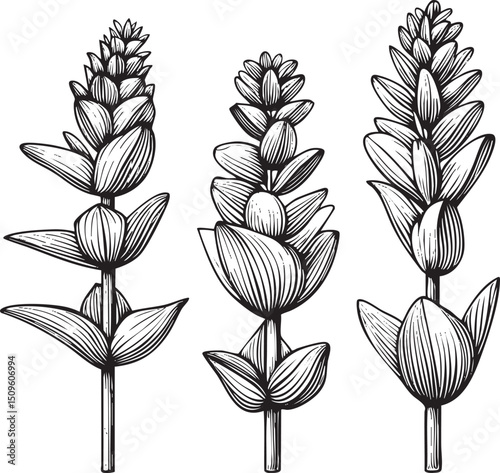 Three Black and White Seed Pods Display Growth