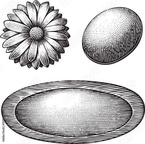 delicate white daisy a textured egg and a circular plate are presented in black and white.