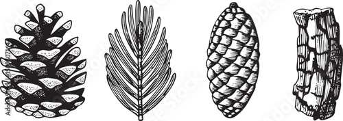 Four distinct pine cones and a branch display natural textures.