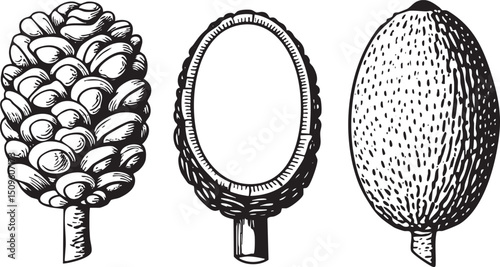 Three stylized pinecones are depicted in black and white .