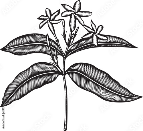 delicate branch showcases three small white flowers and lush green leaves.