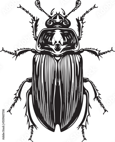 large black beetle rests on a textured surface.