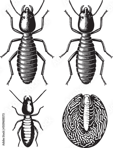 Two dark brown woodlice crawl across a textured surface.