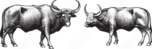 Two buffalos stand facing each other appearing poised and alert.