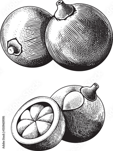 Two citrus fruits one whole and one halved are displayed in a detailed engraving.