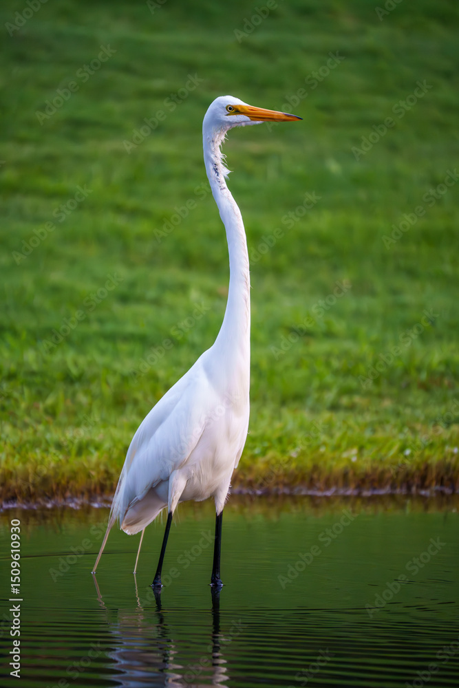 Fototapeta premium great white heron stands in the water