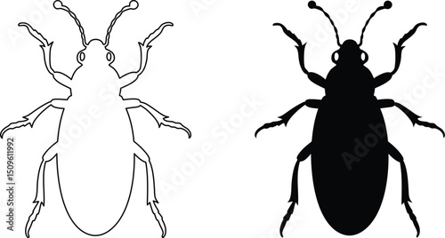 Beetle Silhouette and Outline Illustration on White Background