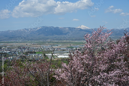 桜咲くにわ山森林自然公園から望む空知平野と残雪のピンネシリ