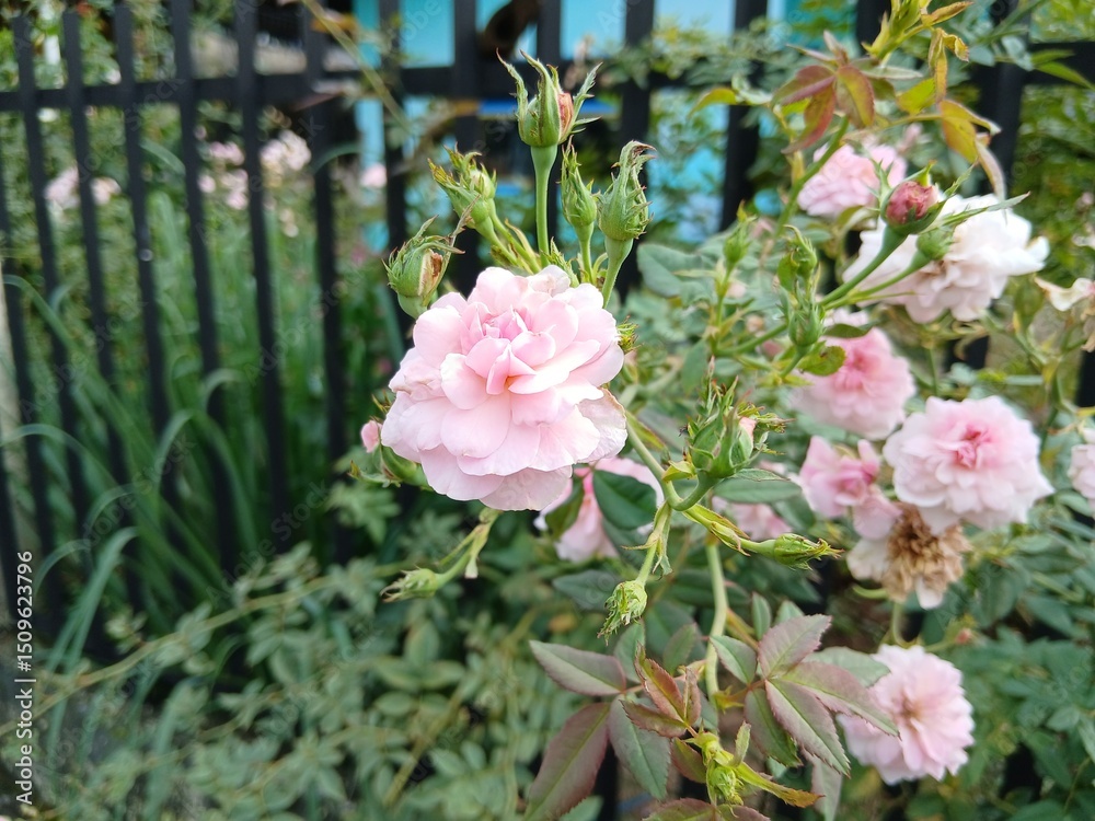 Obraz premium Sweden. Rosa 'Bonica 82', (aka MEIdomonac), is a shrub rose cultivar, bred by Marie-Louise Meilland in France in 1982. The cultivar was named an All-America Rose Selections winner in 1987.