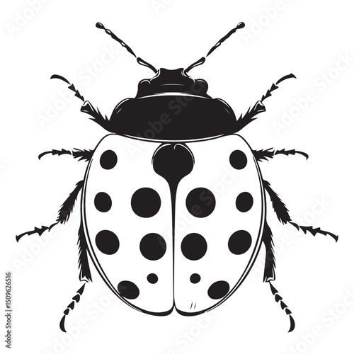 Ladybug black and white vector illustration isolated cute insect graphic element design, ladybug, ladybug vector, black and white, insect, beetle, bug, graphic, illustration, isolated, vector, design