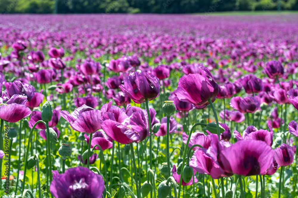 Fototapeta premium Flowering purple poppy seed flowers (Papaver somniferum). Agricultural field of opium poppy or breadseed poppy.