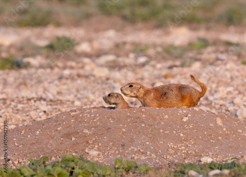 Adult and young prairie dogs in alert, Lubbock, Texas, USA
