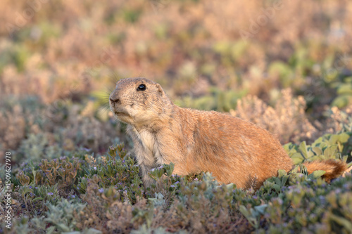 Black-tailed prairie dogs, Cynomys ludovicianus at Mackenzie Main City Park, Lubbock, Texas