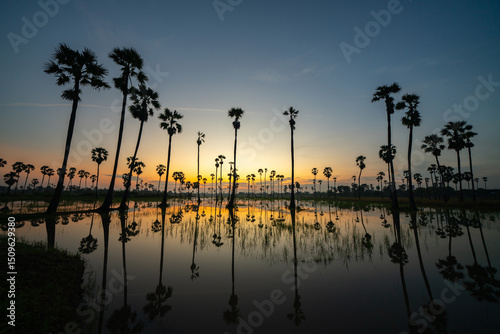 Many palm trees with evening sunlight