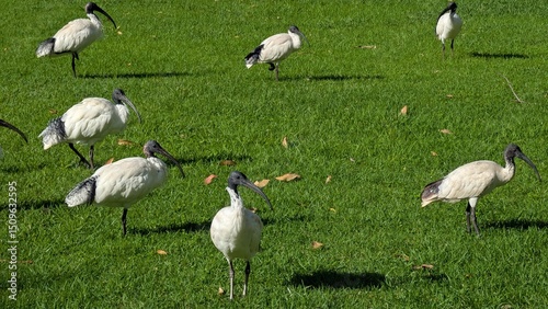 Ibises in park