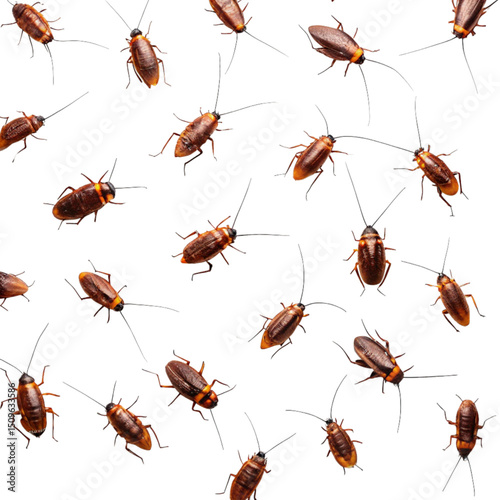 Swarm of Cockroaches