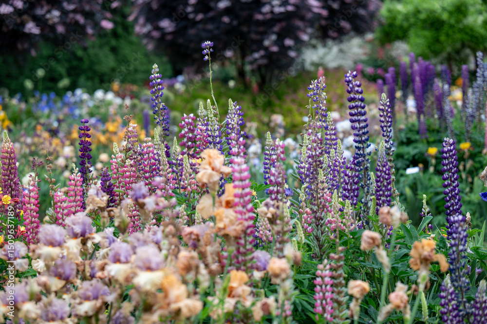 Obraz premium Beautiful Garden Full of Lupine and Iris Flowers 