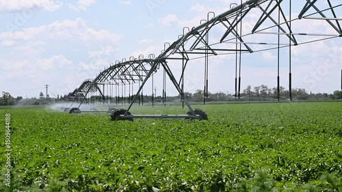Center Pivot Irrigation System in potato agricultural field. Potato field irrigated by a pivot sprinkler system.