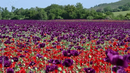 Flowering purple poppy seed flowers (Papaver somniferum). Agricultural field of opium poppy or breadseed poppy.