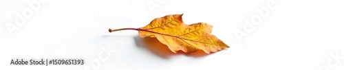 A single, decaying leaf lies isolated on stark white, embodying the concept of foul isolation The image evokes feelings of loneliness, abandonment, and decay , single, solitude