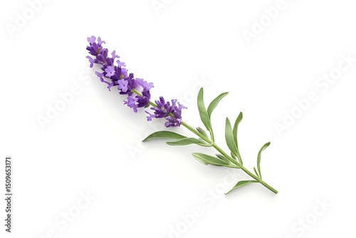 Purple Lavender Isolated on White Background. Beautiful Lavender Flower