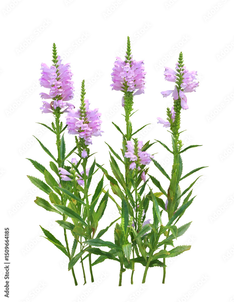 Naklejka premium ハナトラノオ 9月撮影