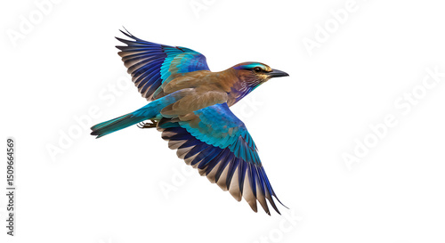 Vibrant Indian Roller in Flight Against a Clean Background