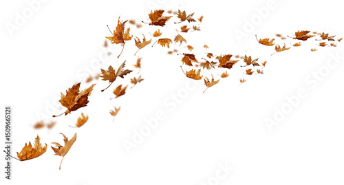 Fototapeta Naklejka Na Ścianę i Meble -  leaf leaves isolated autumn winter season background falling fall platanus tree wid air w