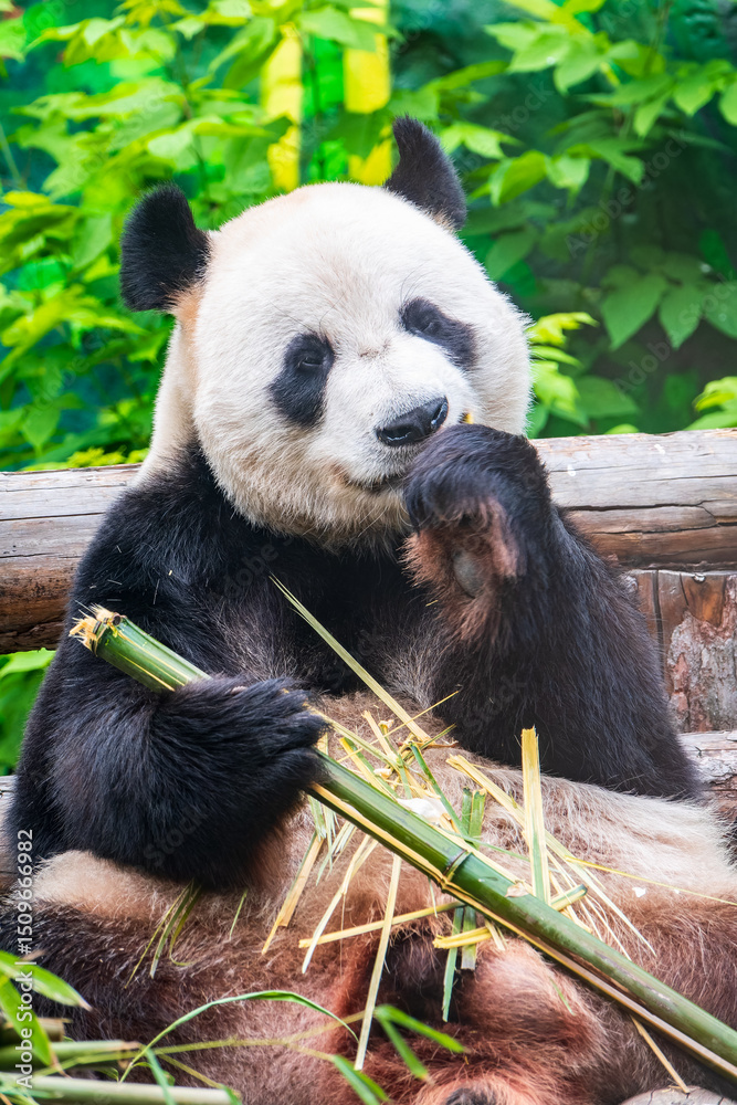 Fototapeta premium The Giant Panda Bear sits while eating a bamboo stalk