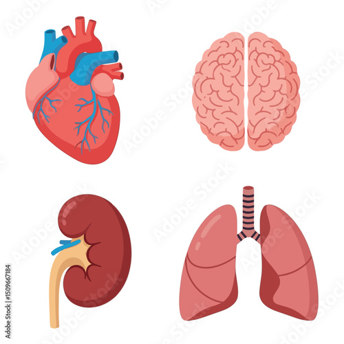 Human anatomy internal organ set with heart, brain, kidneys and Lungs. Vector isolated illustration