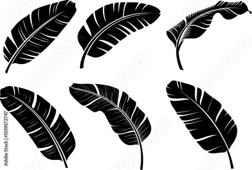 Bold black silhouette of banana leaf collection with curved shapes, perfect for tropical designs, logos, and nature artwork