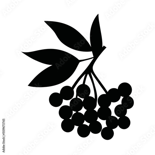 Elderberry silhouette, vector silhouette of a fruit on a white background