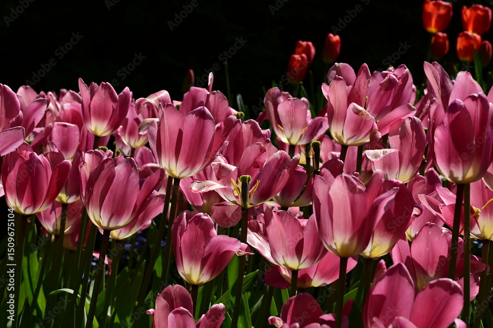 Obraz premium Beautiful flowers in bloom at the Butchart Gardens, Victoria, Vancouver Island, British Columbia, Canada
