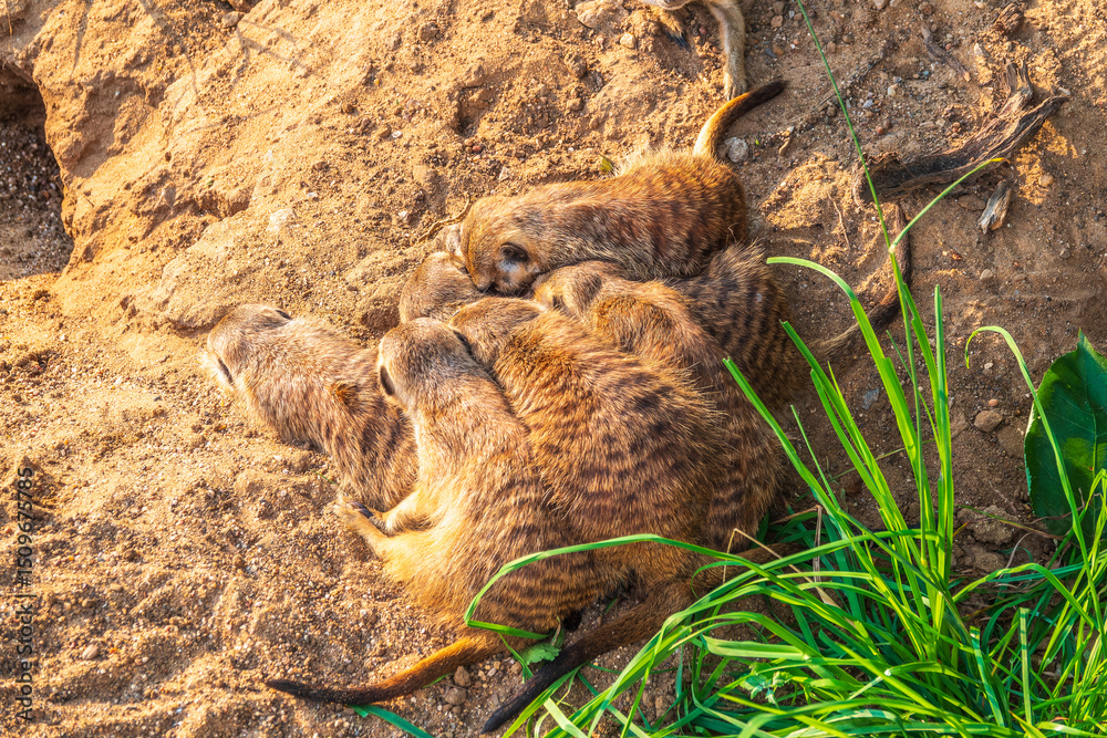 Obraz premium A group of cute meerkats. Meerkat Family are sunbathing.