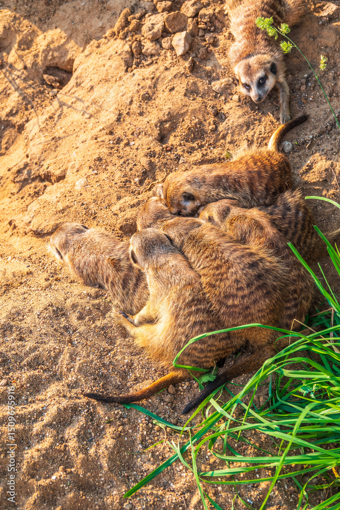 Obraz premium A group of cute meerkats. Meerkat Family are sunbathing.