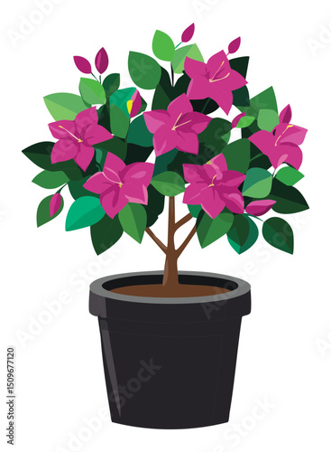 Potted Flowering Plant - Pink & Green