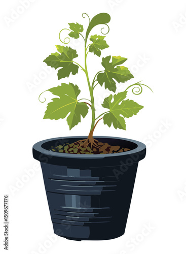 Potted vine plant with sparse leaves
