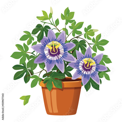 Close-up passion flower in terracotta pot
