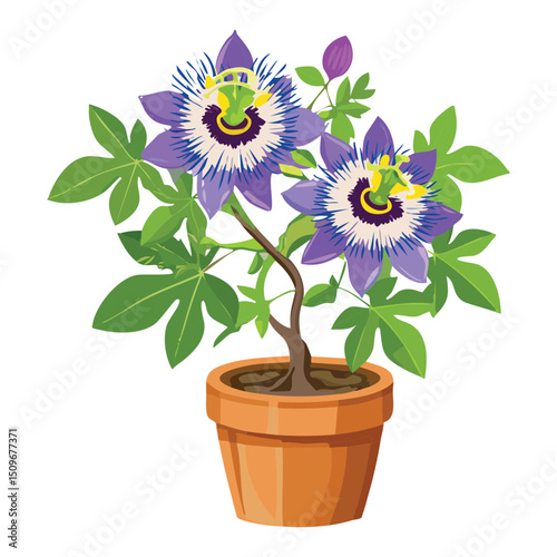 Passion flower with blue purple petals