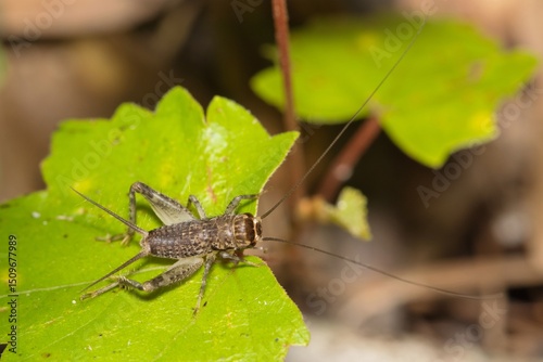 Japanese burrowing cricket Velarifictorus micado insect on leaf nature.