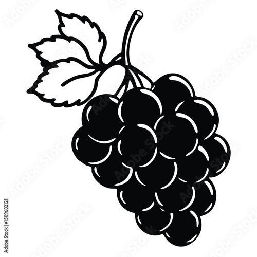 Sketch and engraving style grape bunch illustrations