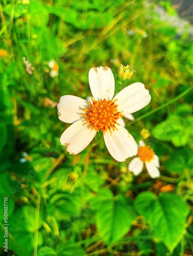 Bidens alba